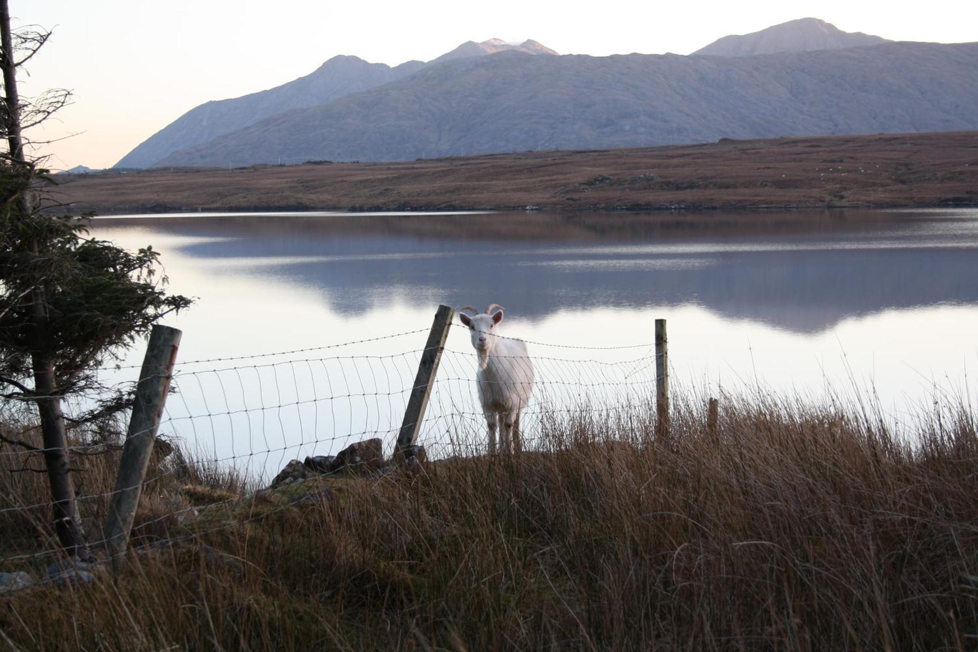 The Connemara Hostel - Sleepzone Лийнан Екстериор снимка